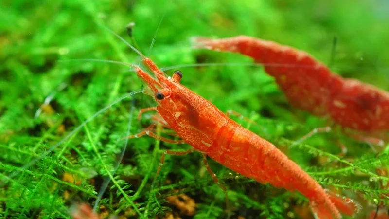 Lựa chọn hình Red Cherry dễ nuôi phù hợp bể nhỏ