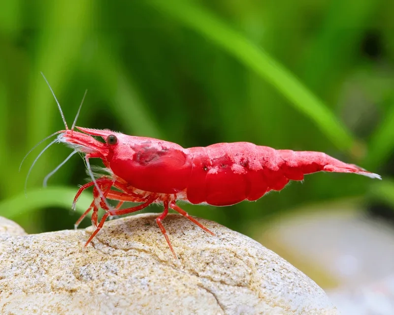 Xem ngay hình ảnh tép Red Cherry baby cực đáng yêu