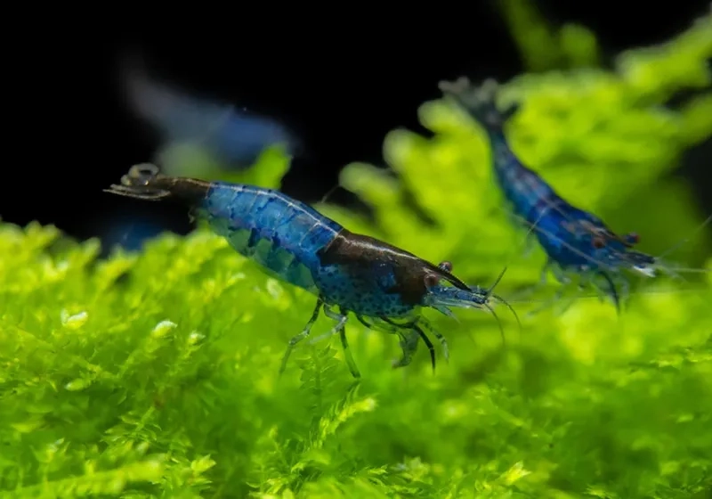 Ngắm ngay ảnh Tép Rili đẹp tuyệt vời