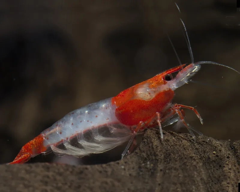 Khám phá tép rili đẹp khiến bể cá thêm sinh động