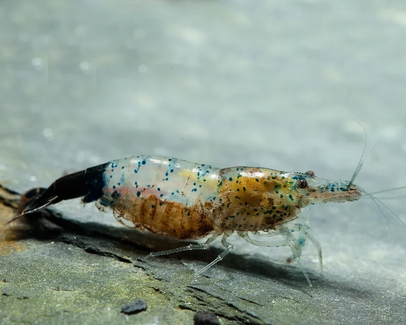 Tạo hình nền tép rili cho máy tính và điện thoại