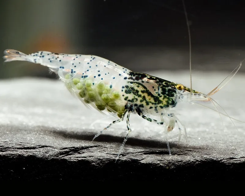 Chiêm ngưỡng hình Rili màu đẹp nổi bật từng chi tiết