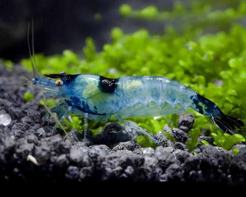 So sánh giá tép rili để mua đúng loại bạn cần