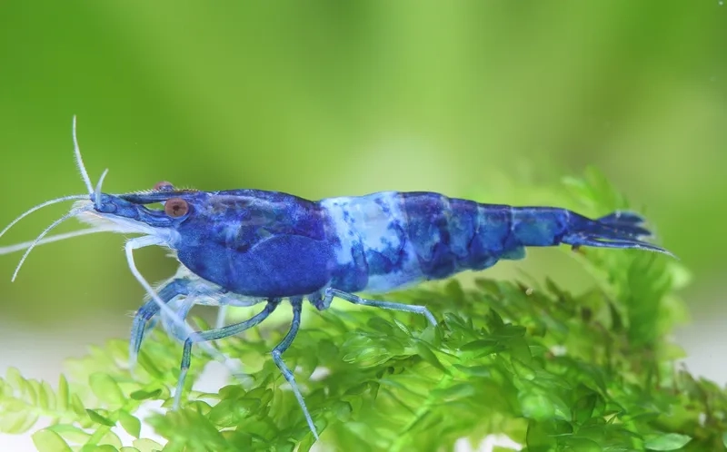 Khám phá hình ảnh tép Rili đẹp nhất hôm nay