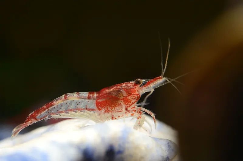 Đặc điểm của Tép Rili khiến mọi người mê mẩn