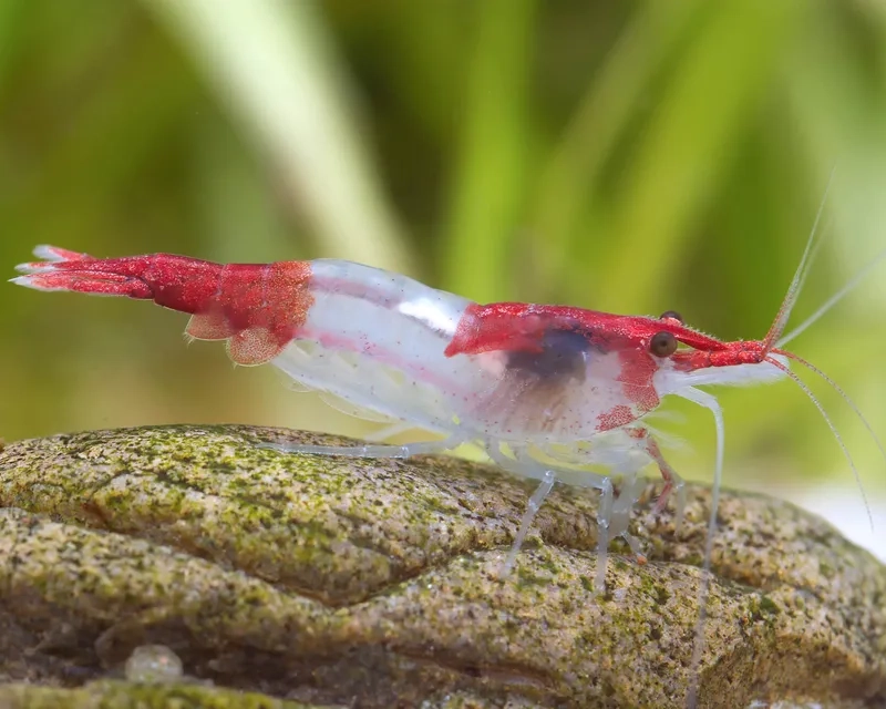 Hướng dẫn phân biệt tép rili chuẩn như chuyên gia