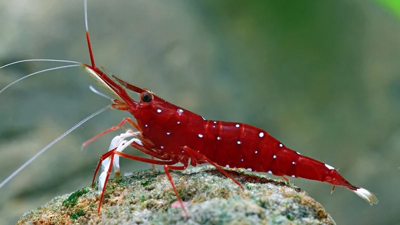 Chiêm ngưỡng từng chi tiết trong hình ảnh Sulawesi mini