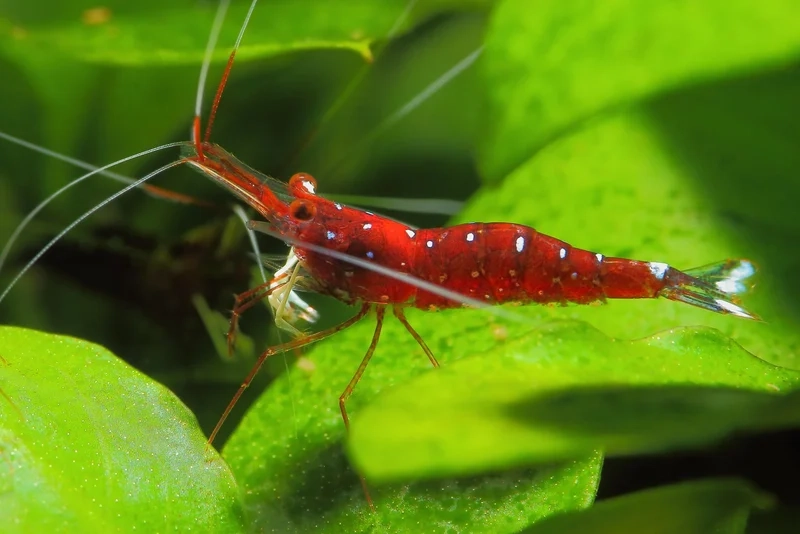 Khám phá thức ăn phù hợp tép sulawesi ăn gì