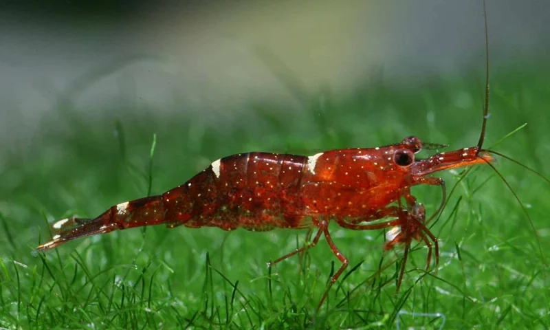 Trải nghiệm sắc nét với ảnh Sulawesi HD tuyệt đẹp