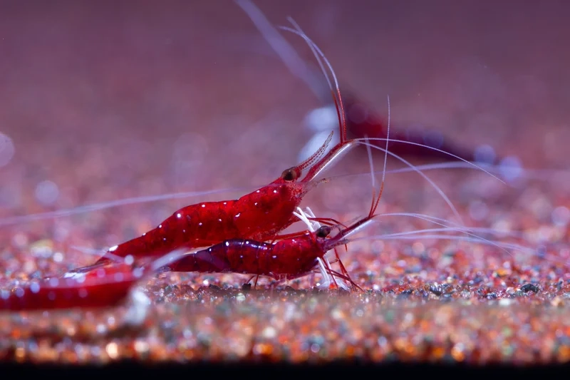 Tạo bể độc đáo với hình nền tép sulawesi bắt mắt