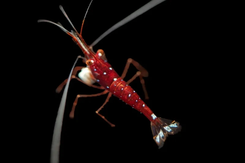 Xem chi tiết hình ảnh Sulawesi 4K sống động mọi góc