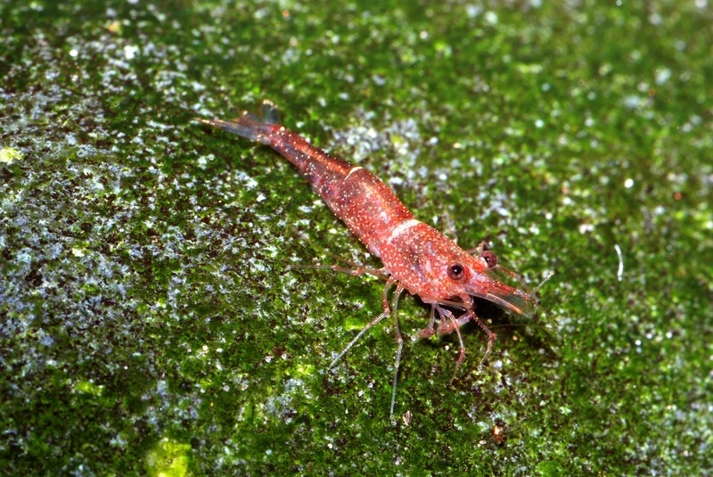 Đặc điểm của tép Sulawesi cảnh đẹp và sinh động