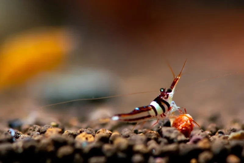 Chiêm ngưỡng hình ảnh Sulawesi Việt Nam độc đáo