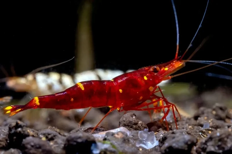 Thưởng thức sắc màu sống động của hình Sulawesi rực rỡ