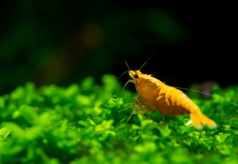 Trang trí bể thủy sinh với hình tép Vàng thủy sinh