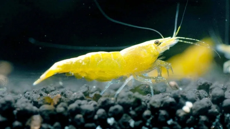 Sở hữu tép cảnh màu vàng nổi bật trong bể