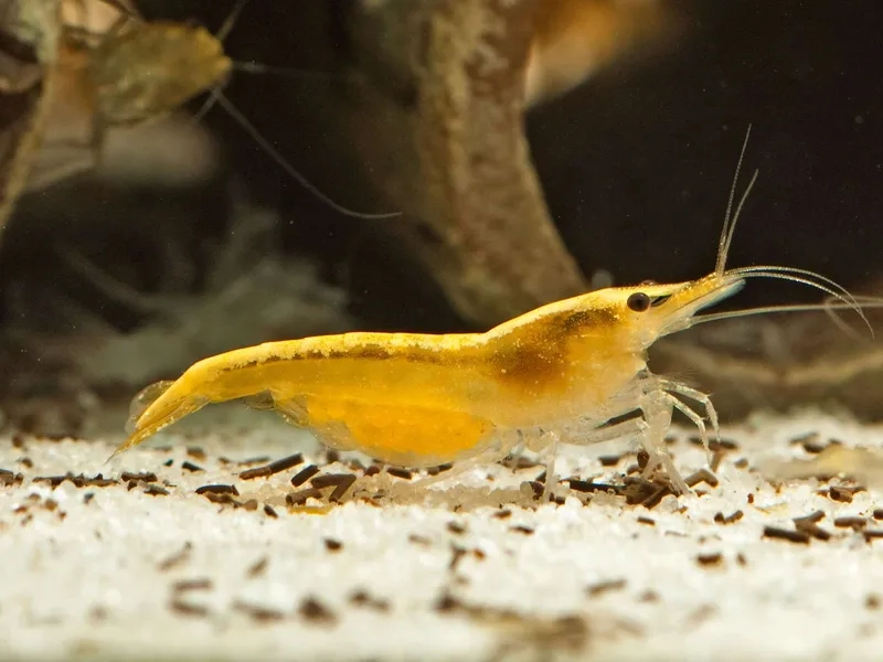 Bể thủy sinh thêm sinh động với tép vàng thủy sinh