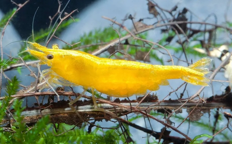 Thưởng thức hình ảnh tép Vàng đẹp nhất rực rỡ