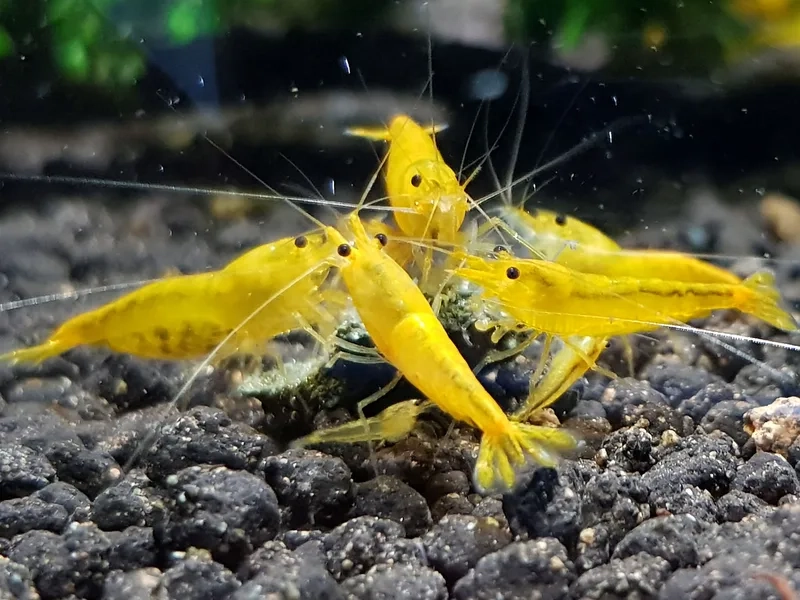 Khám phá bộ sưu tập ảnh tép Vàng nghệ thuật độc đáo