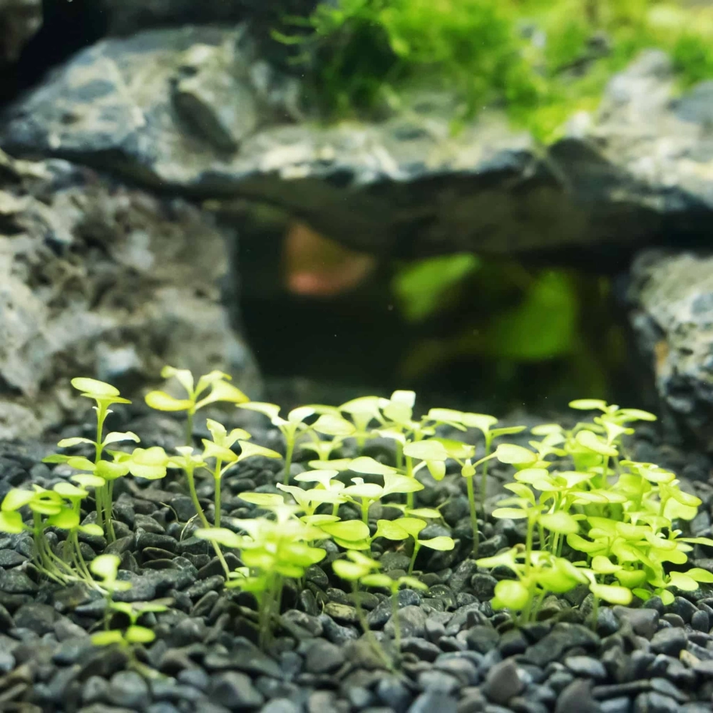 Thảm cây trân châu ngọc trai phủ kín nền bể thủy sinh