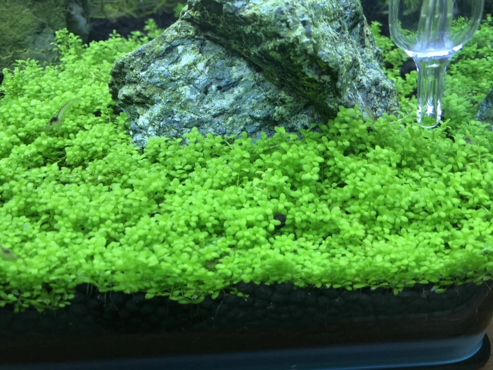 Cách chăm sóc thảm cây trân châu không bị vàng lá