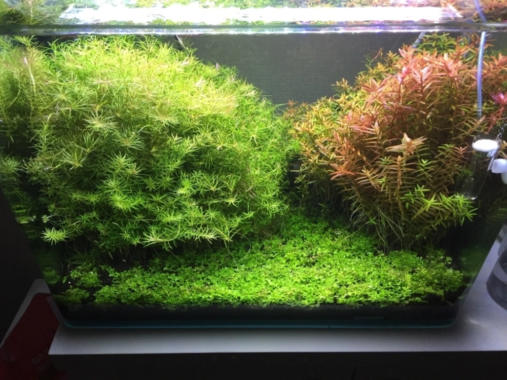 Hiện tượng trân châu ngọc trai nhả oxy cực đẹp trong nước