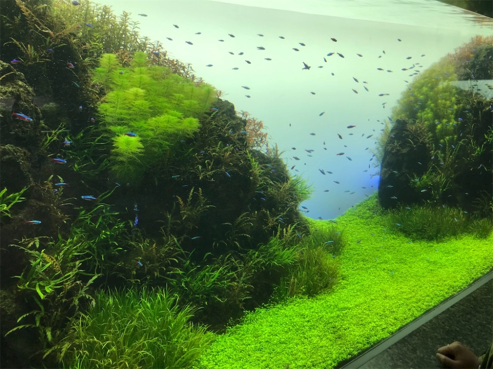 Cách cắt tỉa thảm cây trân châu để giữ độ dày đều