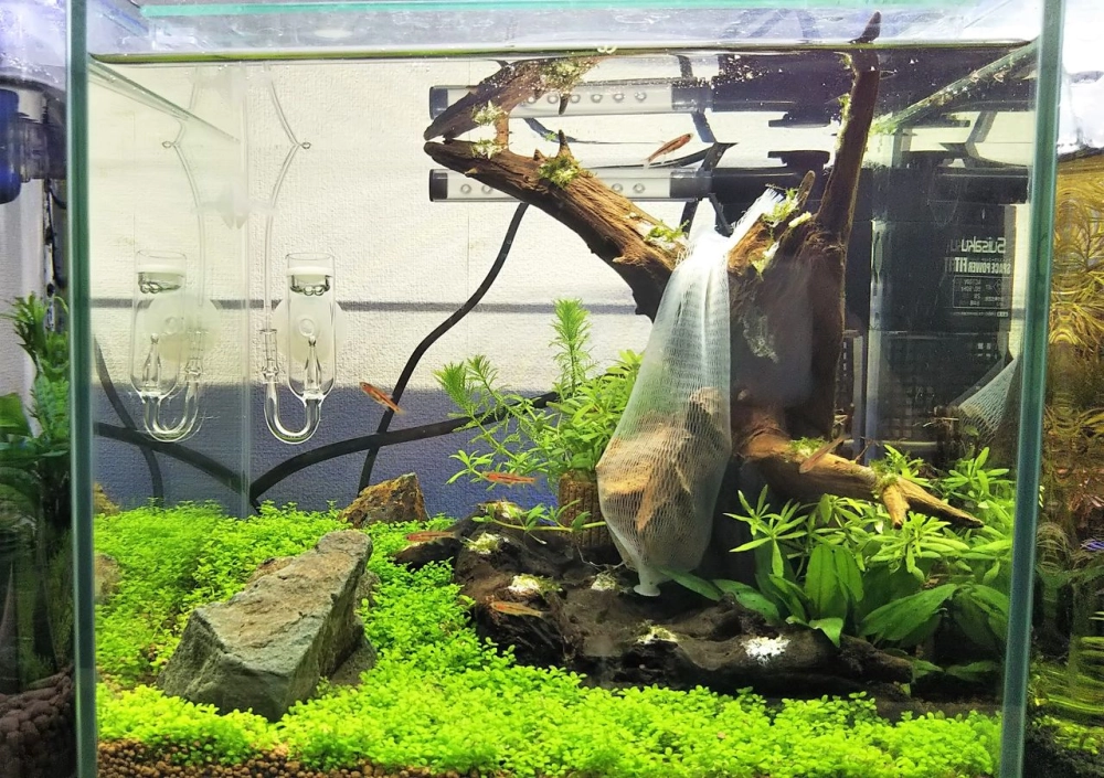 Sự khác biệt giữa trân châu bò và trân châu ngọc trai