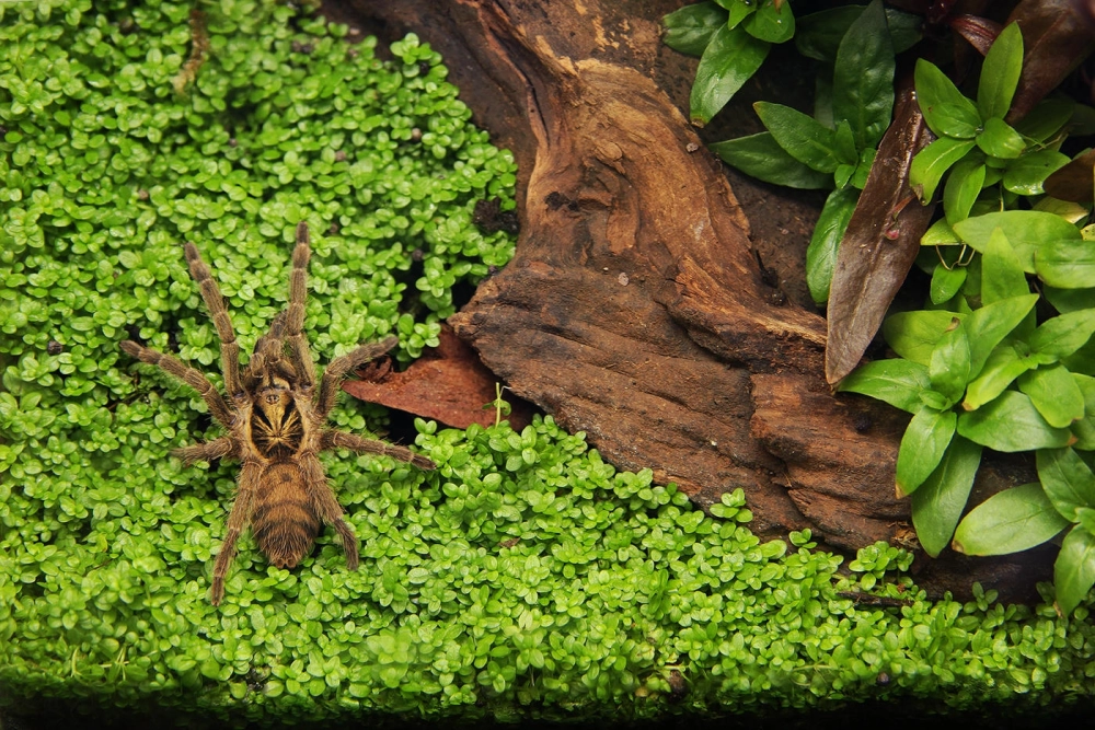 Bố cục đá Iwagumi kết hợp thảm cây trân châu tinh tế