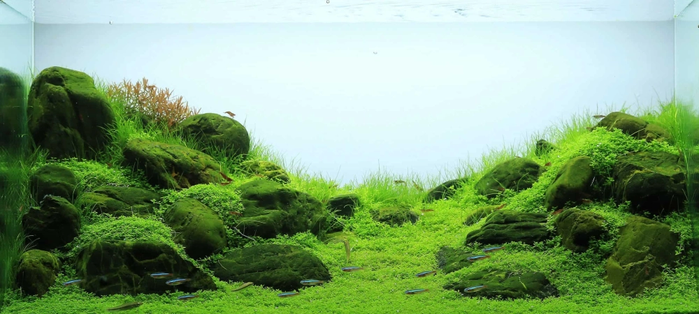 Bố cục đá Seiryu chuẩn phong cách Iwagumi trong bể kính siêu trong