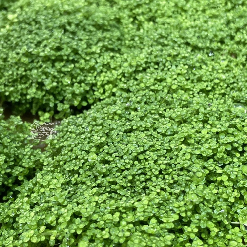 Những lưu ý khi trồng thảm cây trân châu cho người mới