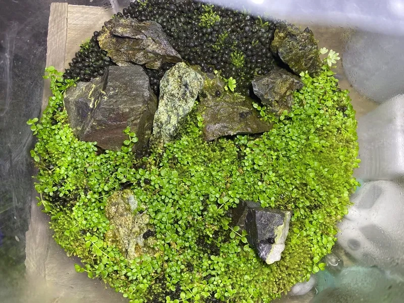 Kỹ thuật cắt tỉa thảm trân châu ngọc trai