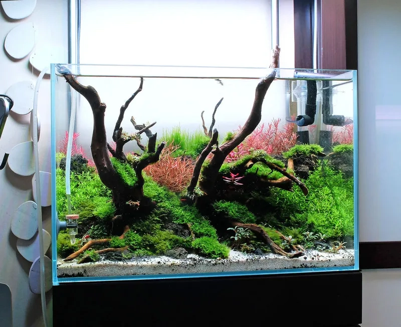 Chữa trân châu ngọc trai bị rêu hại bám