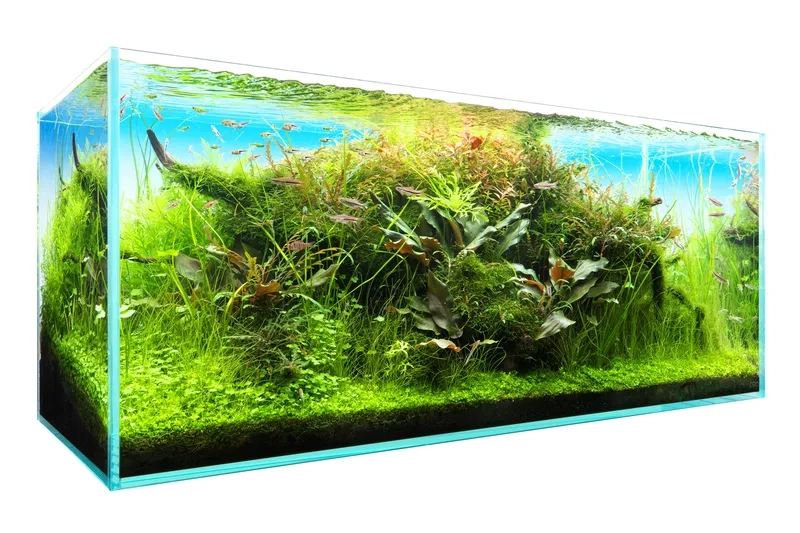 Quy trình setup hồ trân châu ngọc trai