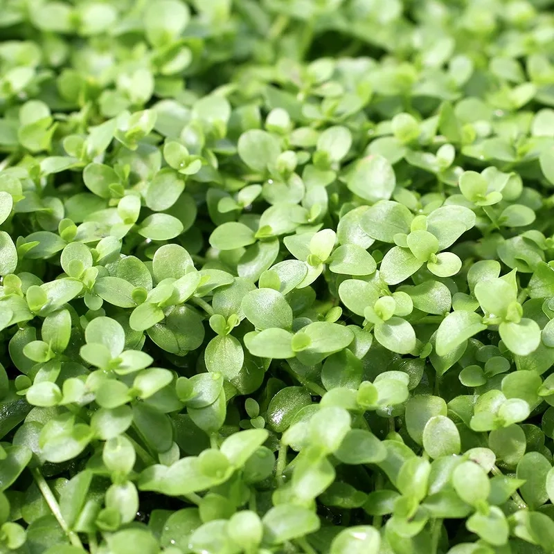 Bổ sung dưỡng chất cho trân châu ngọc trai