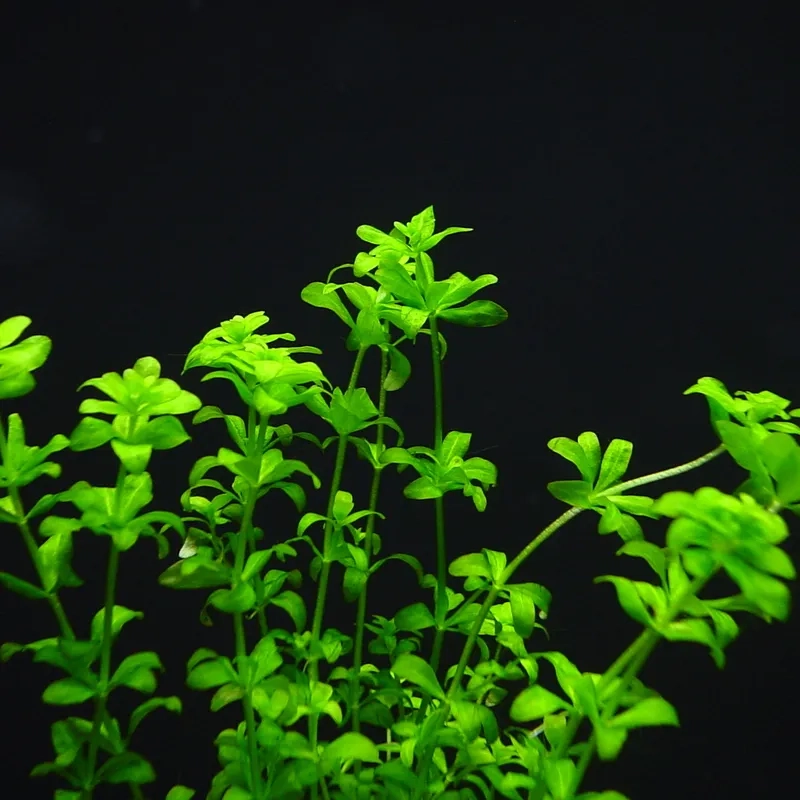 Mẫu trân châu ngọc trai không co2 