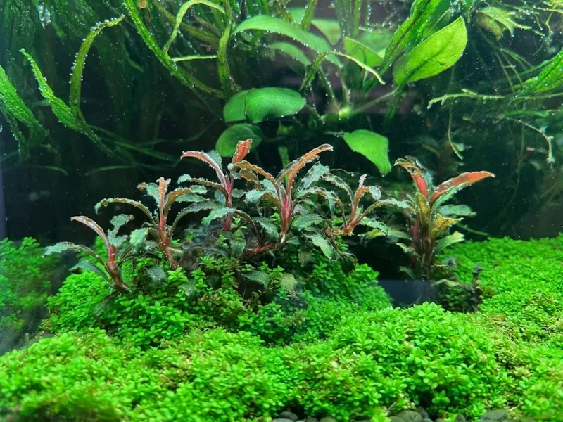 Ngắm nhìn thảm xanh thủy sinh đẹp mắt