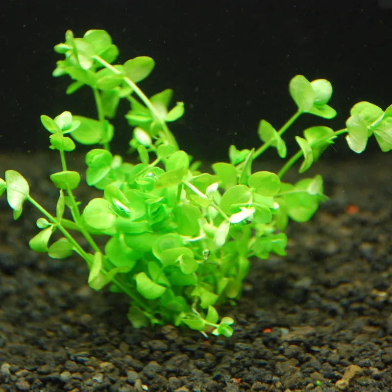 Hình ảnh trân châu ngọc trai bò nền 