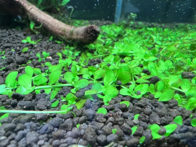 Chọn phân nền trồng trân châu ngọc trai