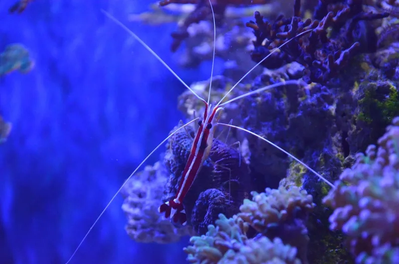 Hướng dẫn chi tiết cách nuôi tôm bác sĩ hiệu quả