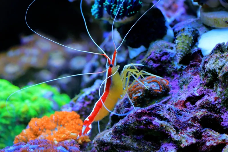 Ngắm chi tiết ảnh tôm Bác Sĩ đẹp lung linh mọi góc