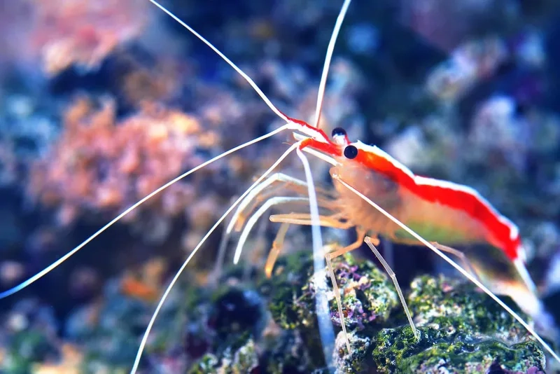 Trải nghiệm sắc nét với hình ảnh tôm Bác Sĩ 4K