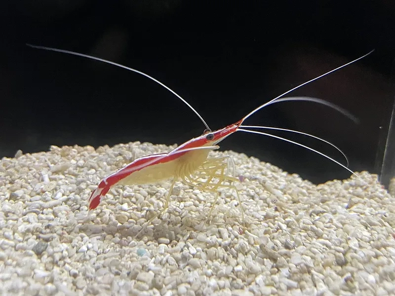 Khám phá đặc điểm tôm bác sĩ độc đáo và hiếm có