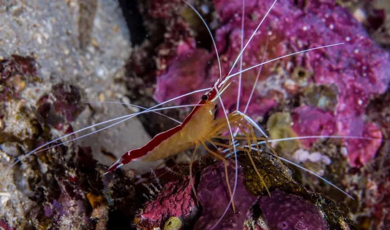 Ngắm chi tiết ảnh tôm Bác Sĩ HD sắc nét và rực rỡ