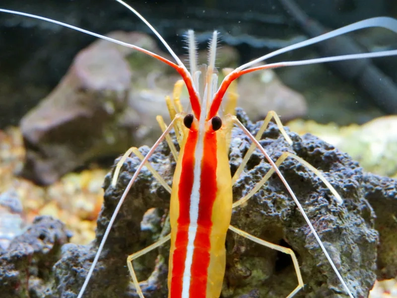 Nghệ thuật thủy sinh với ảnh tôm Bác Sĩ nghệ thuật