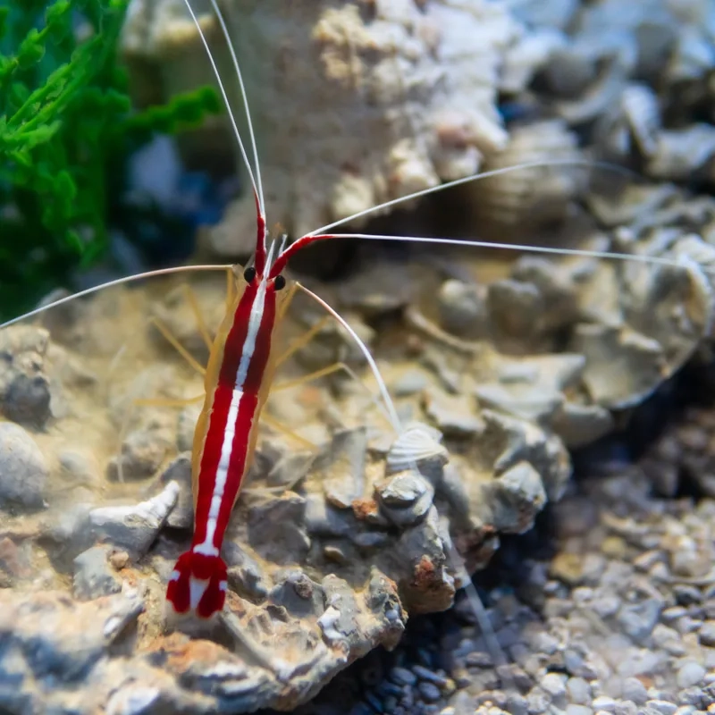 Thưởng thức hình tôm Bác Sĩ cute cực đáng yêu