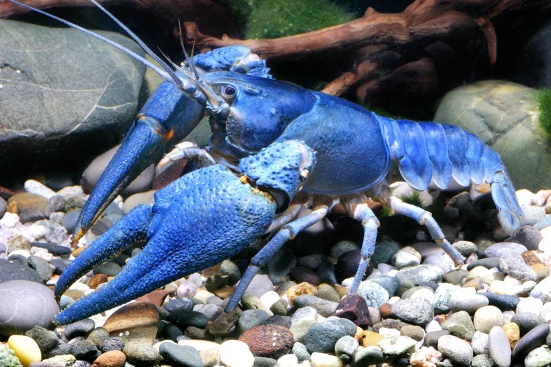 Chọn tôm kiểng đẹp để bể cá thêm sinh động