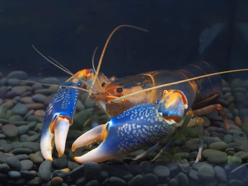 Tìm hiểu tôm kiểng ăn gì để bể luôn khỏe mạnh