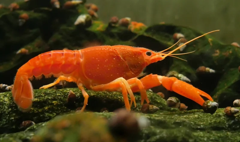 Thưởng thức hình tôm kiểng đẹp nhất hôm nay