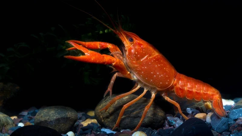 Chiêm ngưỡng ảnh tôm kiểng nghệ thuật độc đáo và sáng tạo